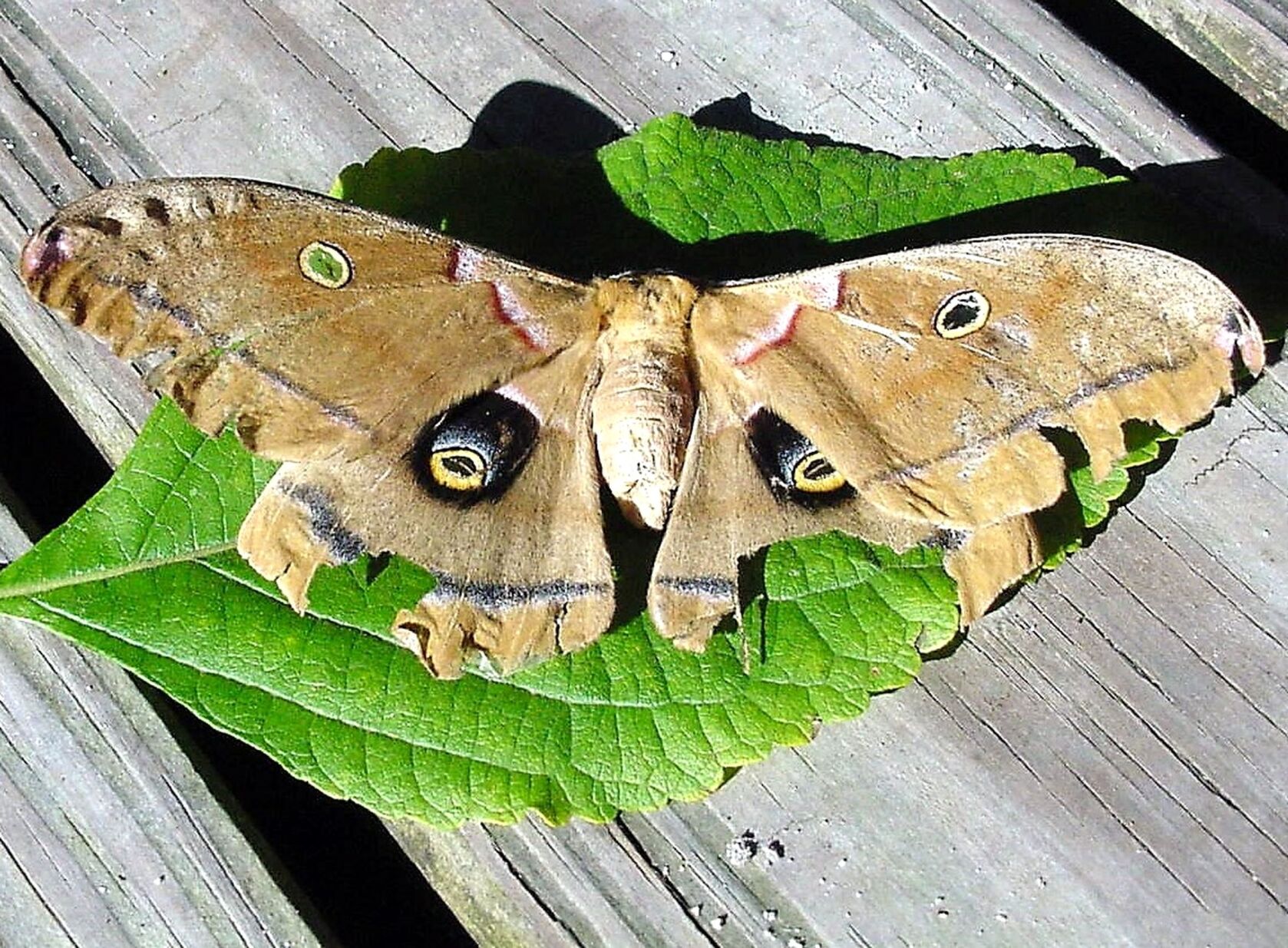 Silkworm moths Polyphemus moth up close